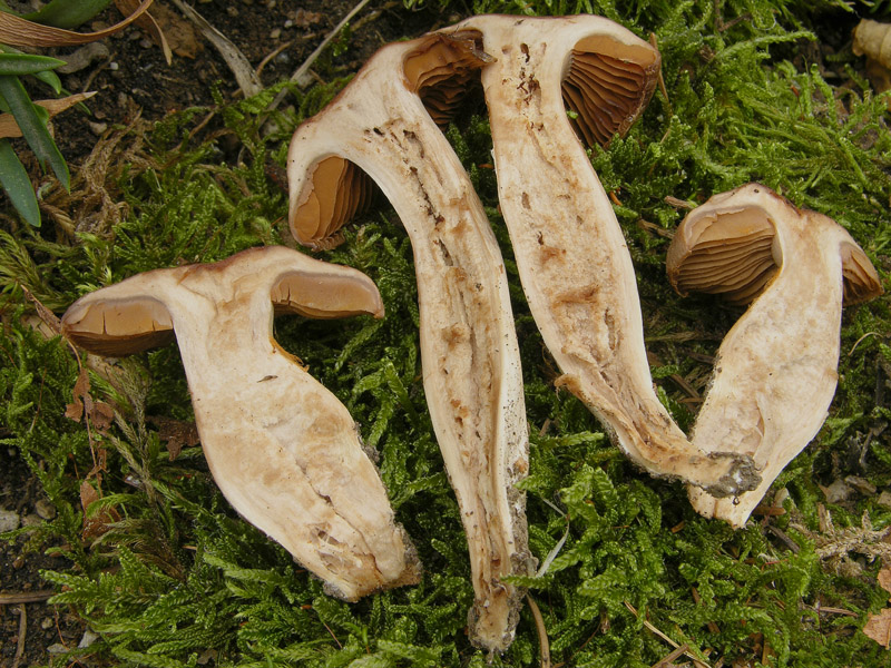 Cortinarius da determinare